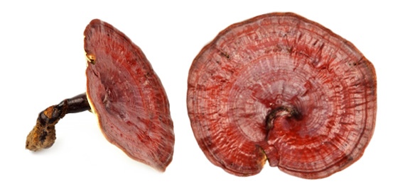 Reishi,supernatural mushroom,lingchih